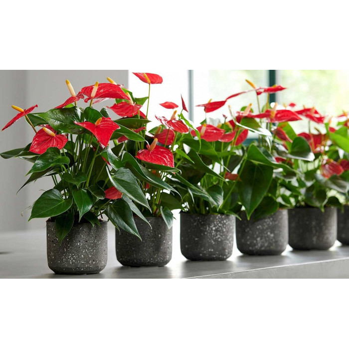 Антуриумы в Есике