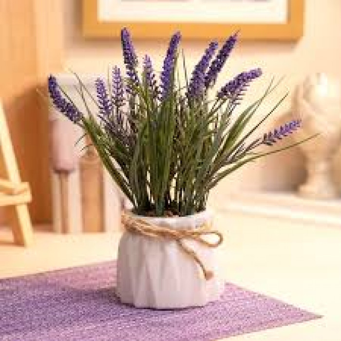 Лаванда в Есике