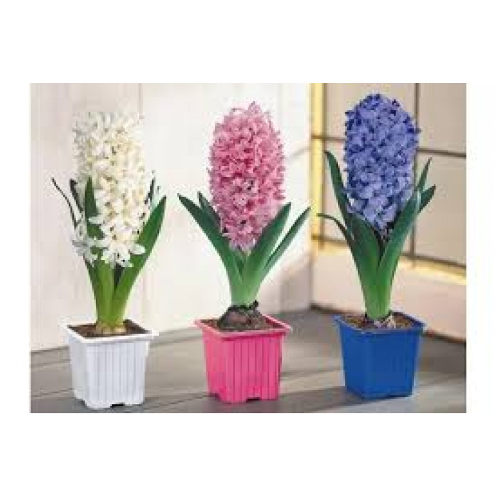 Гиацинты в Есике