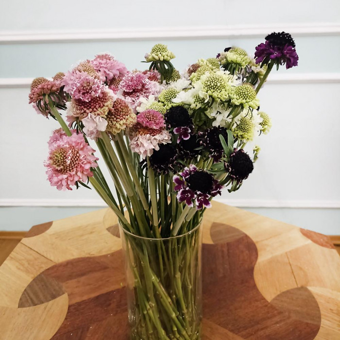 Скобиоза в Есике