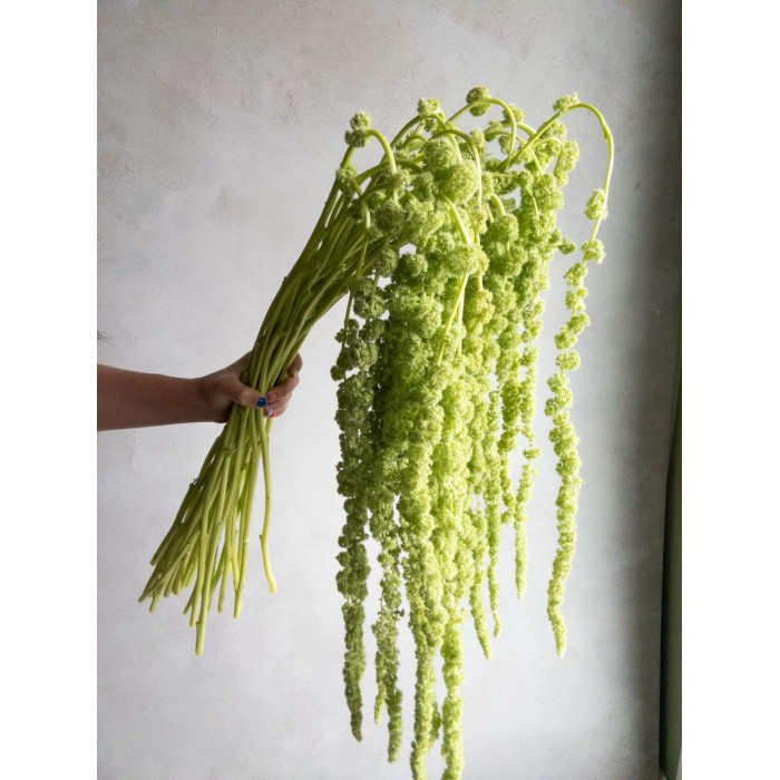 Амарантус в Есике