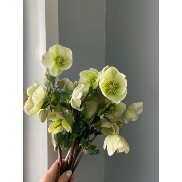 Хелеборус в Есике