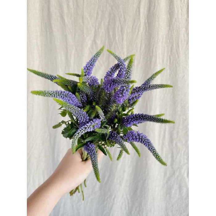 Вероника в Есике