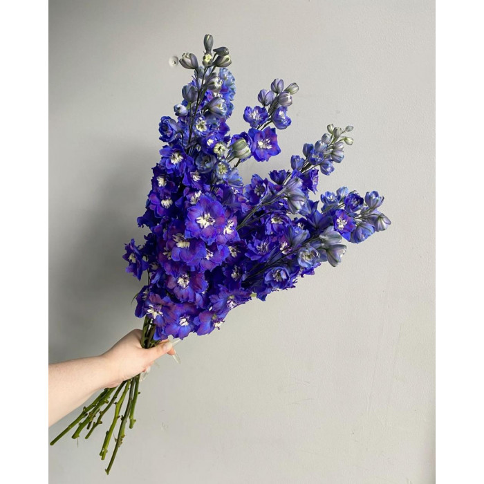 Делфиниум в Есике