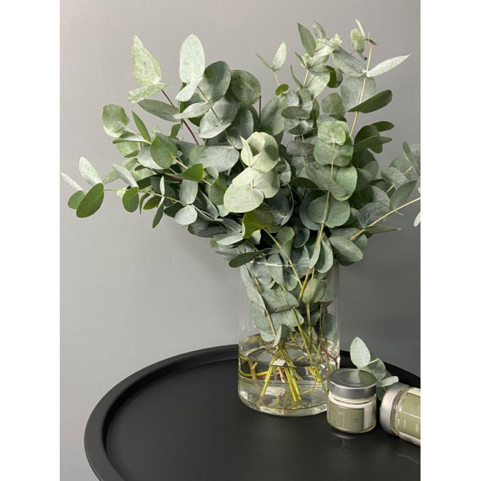 Эвкалипт в Есике