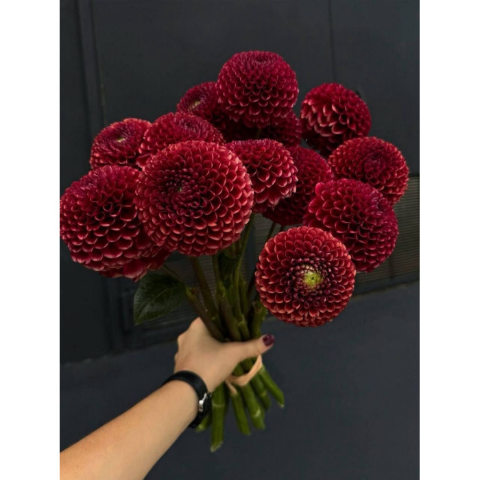 Георгины в Есике