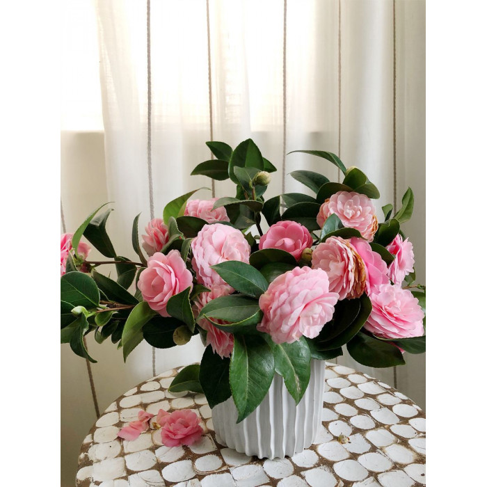 Камелия в Есике