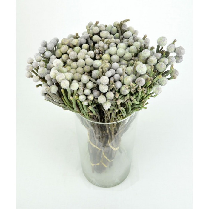 Бруния в Есике