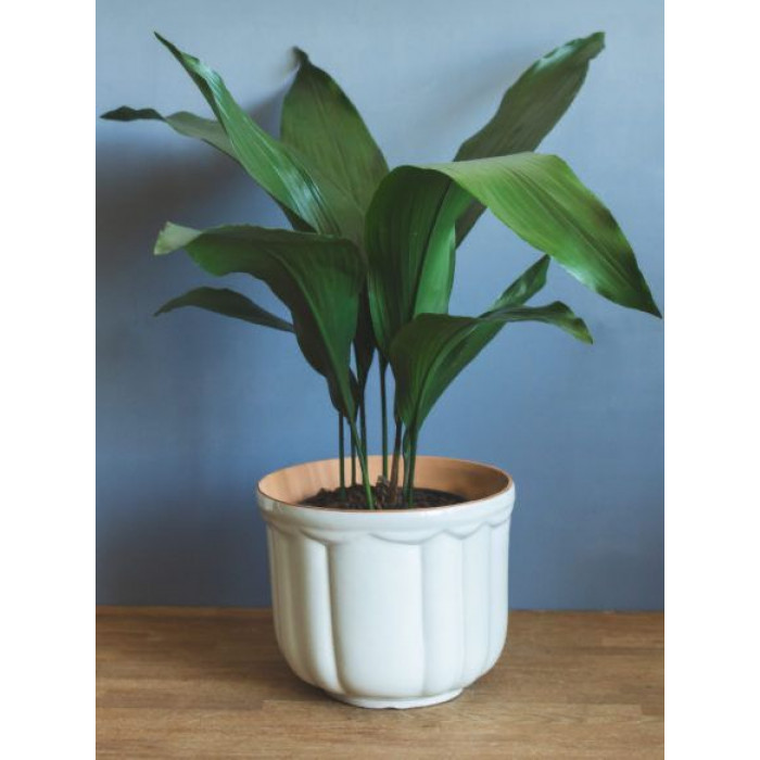 Аспидистра в Есике