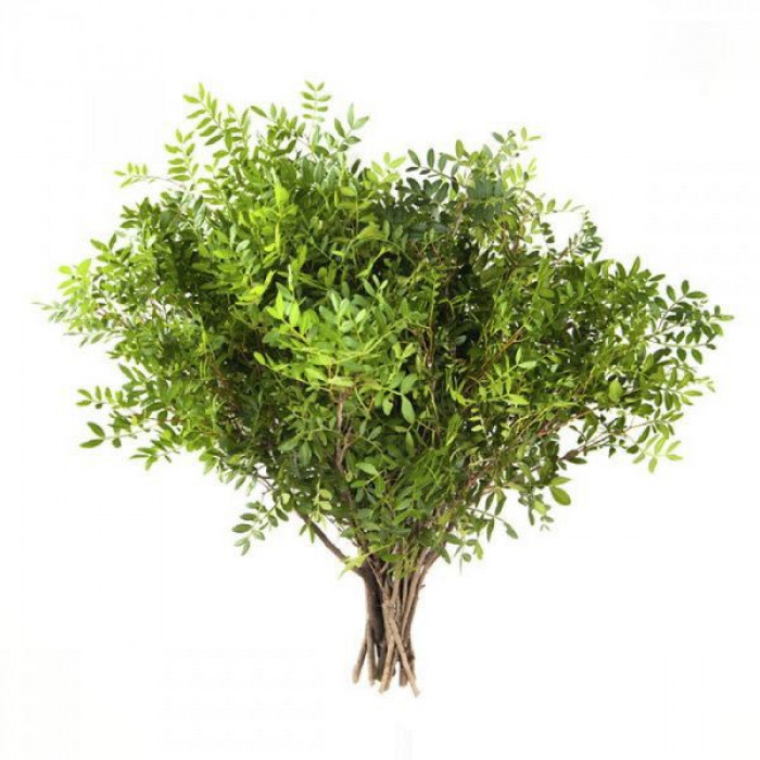 Писташ в Есике