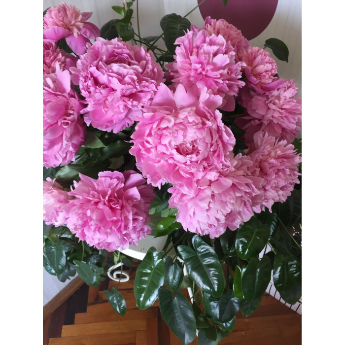 Пион древовидный в Есике