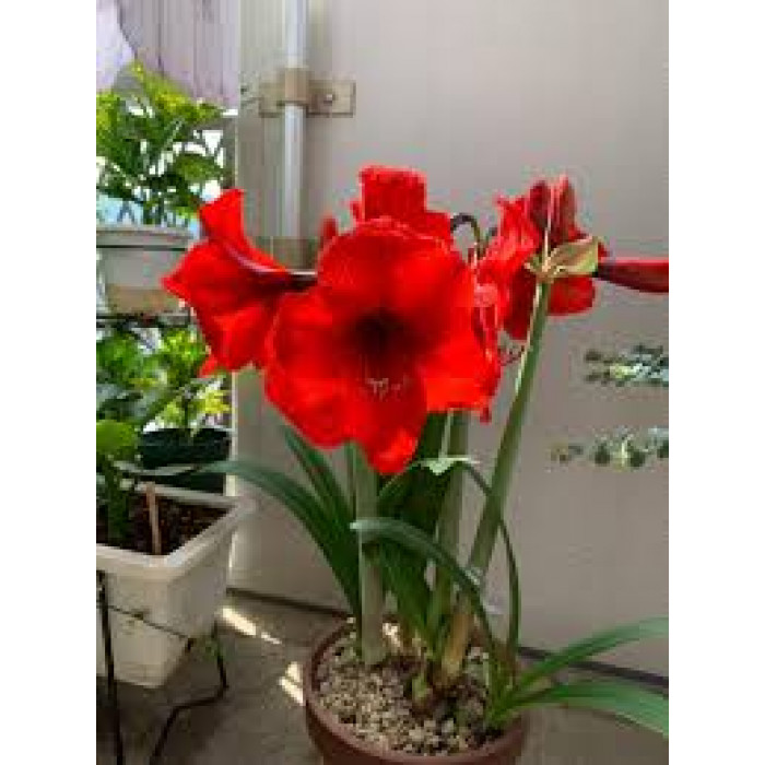 Амариллис в Есике