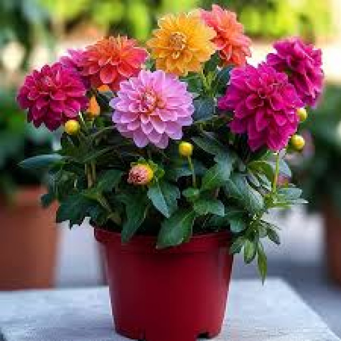 Георгины в Есике