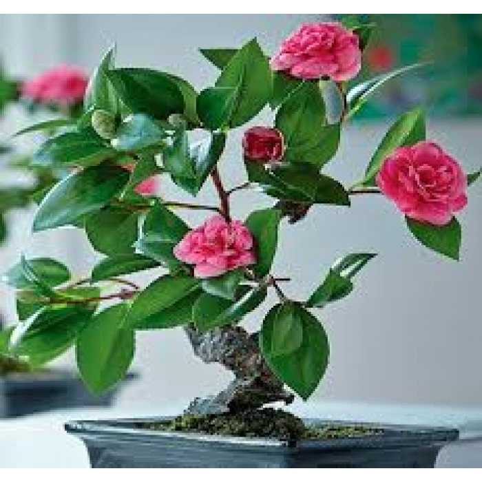 Камелия в Есике