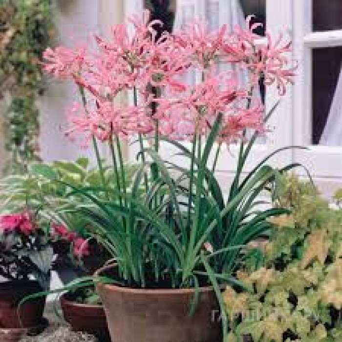 Нерине в Есике