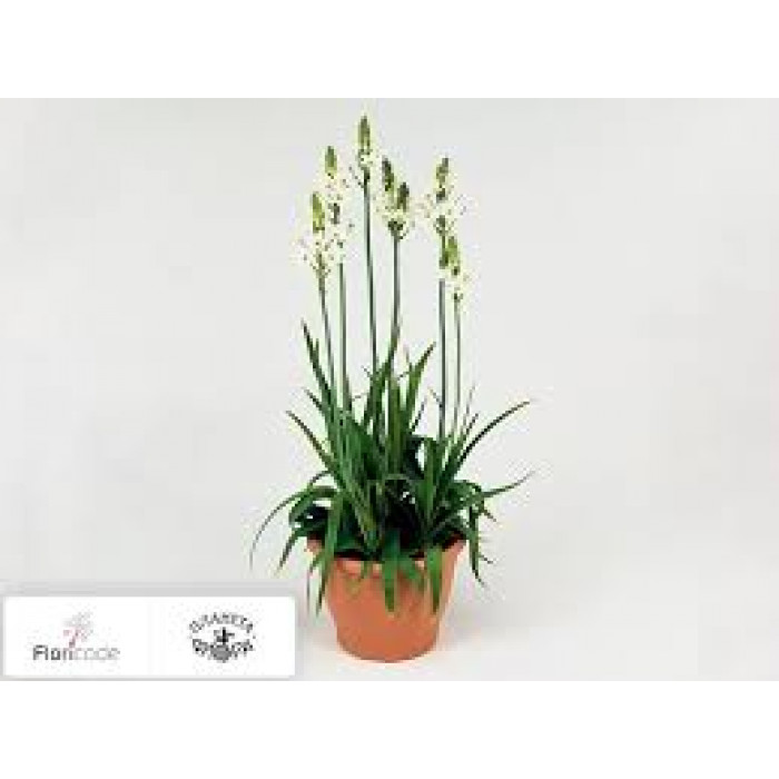 Орнитогалум в Есике