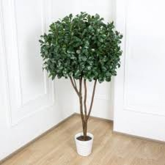 Рускус в Есике