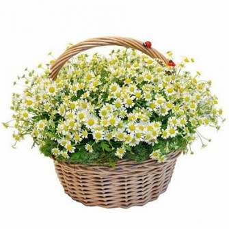 Воздушная корзина из ромашек